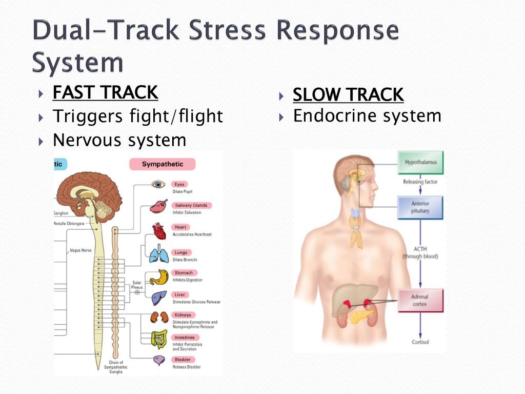 Dual-Track+Stress+Response+System.jpg