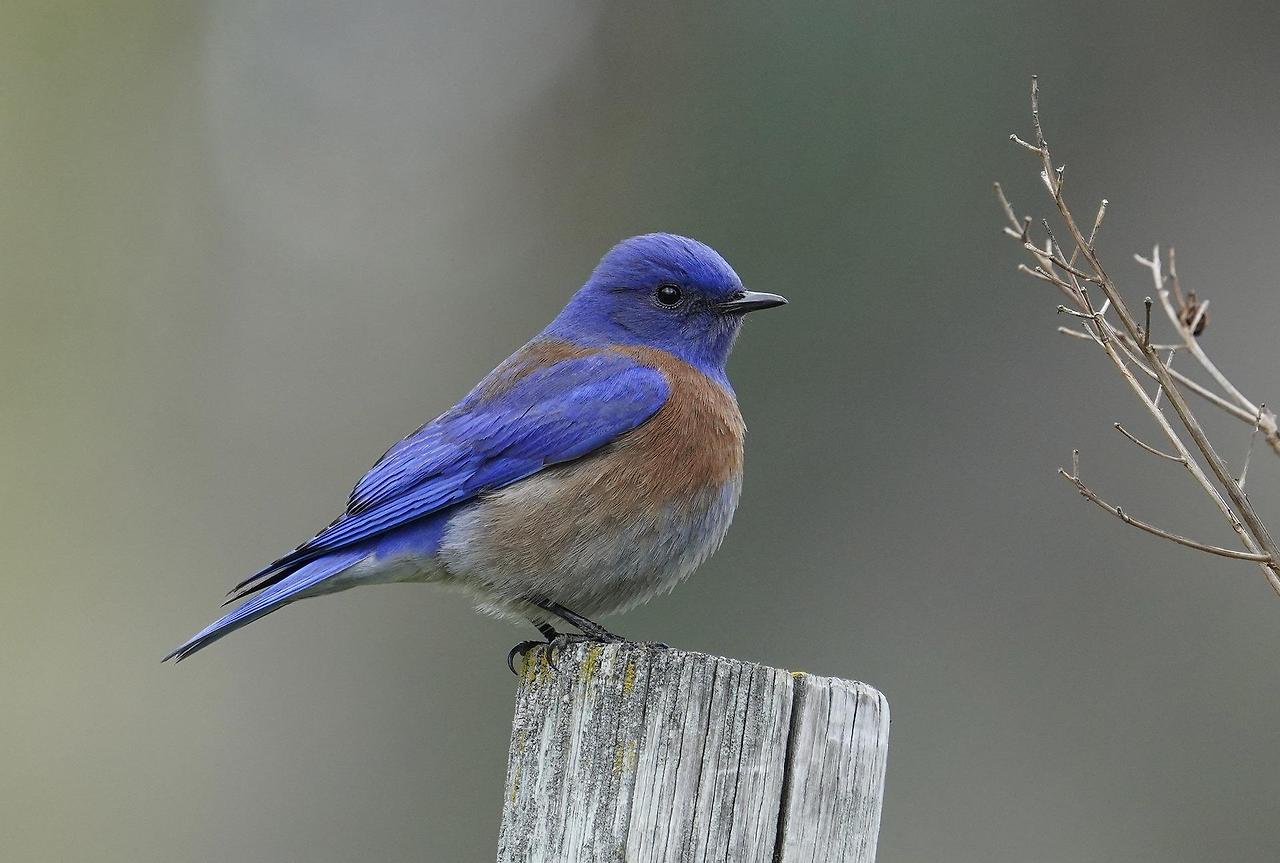 western-bluebird-6086098_1920.jpg