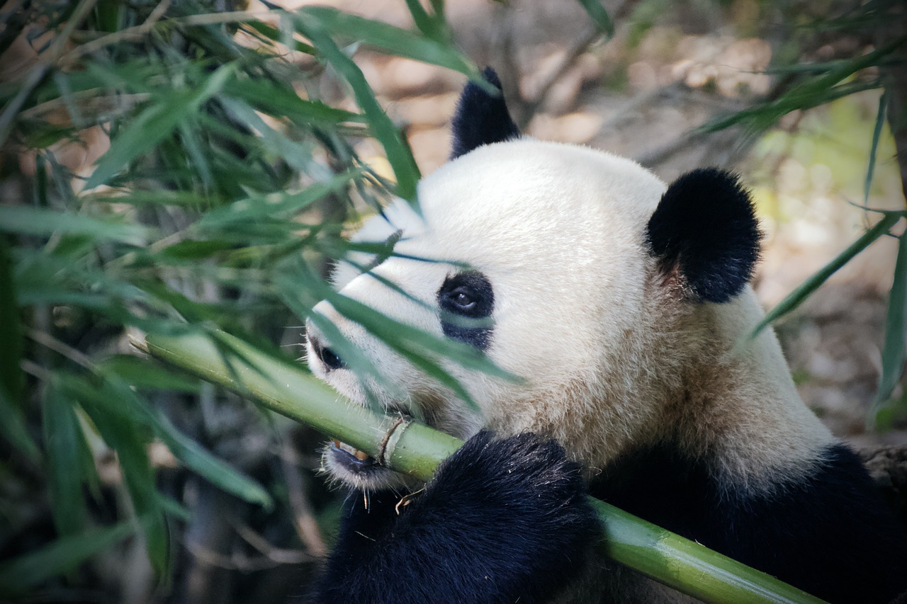 panda-4461766_1280.jpg