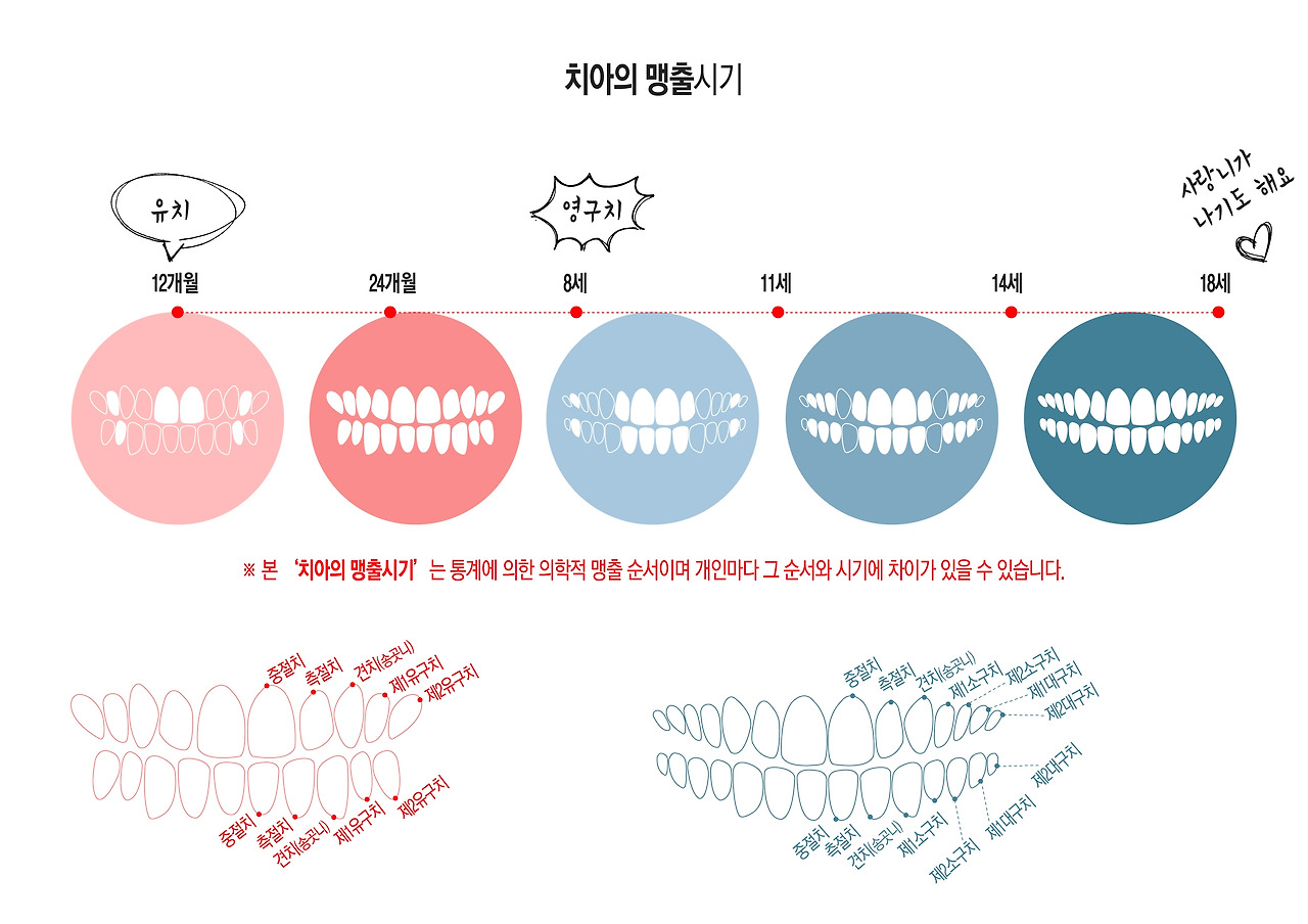 35.제대로나오지않는치아_치아의맹출시기.jpg