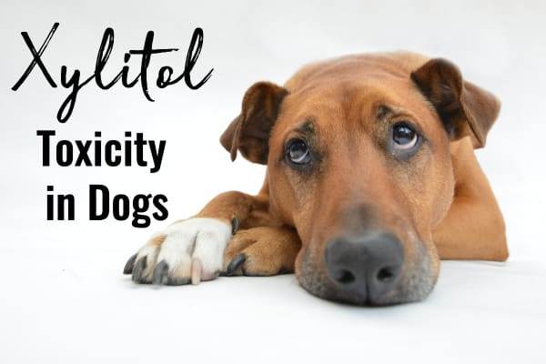xylitol-and-dogs-harmful-.jpg