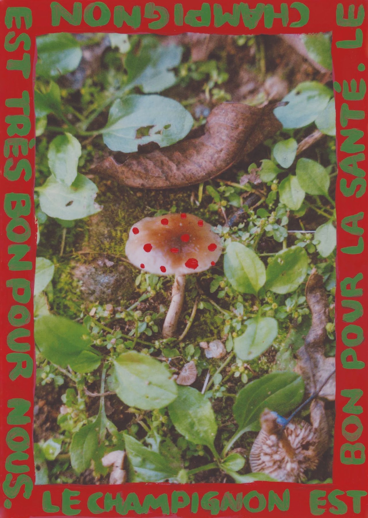 텃밭에 자란 버섯.jpg