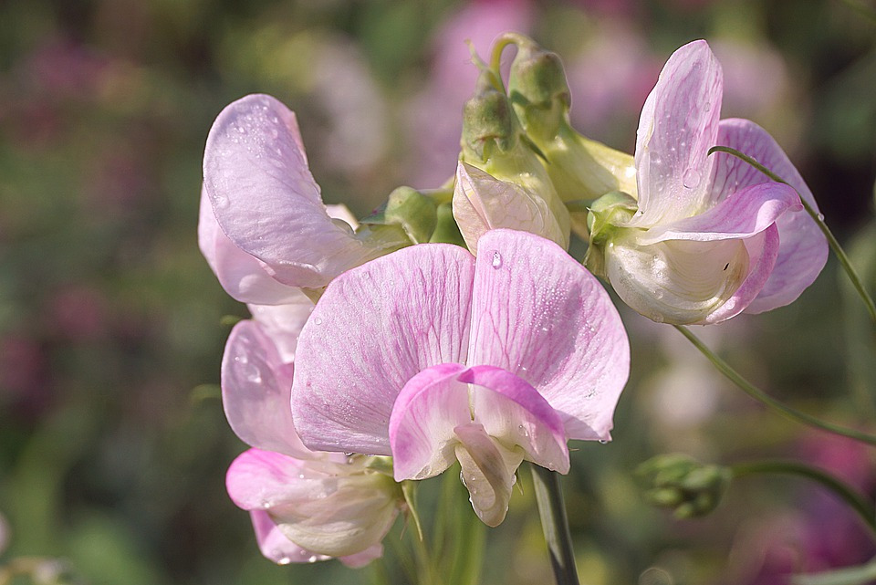 꽃잎과 이슬.jpg