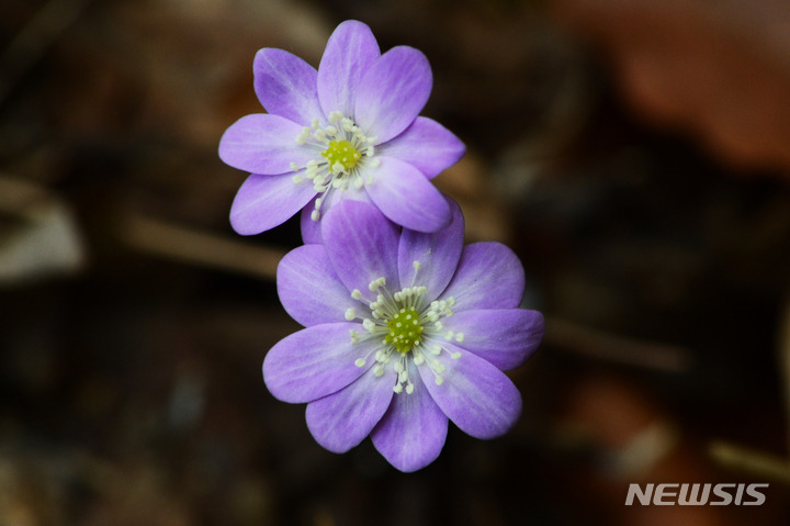 경칩, 노루귀꽃.jpg