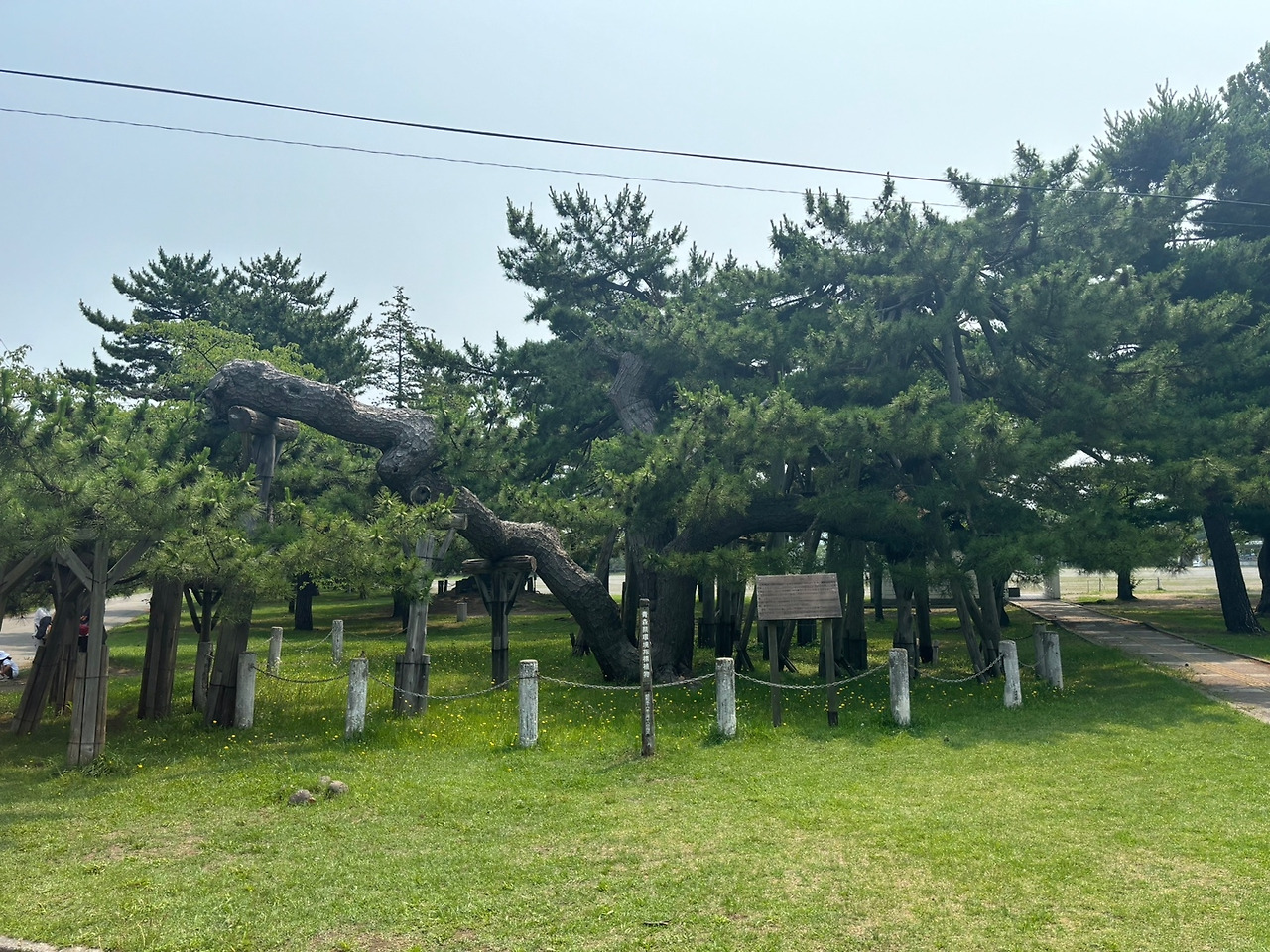 KakaoTalk_20240715_133758219_400년된 소나무.jpg