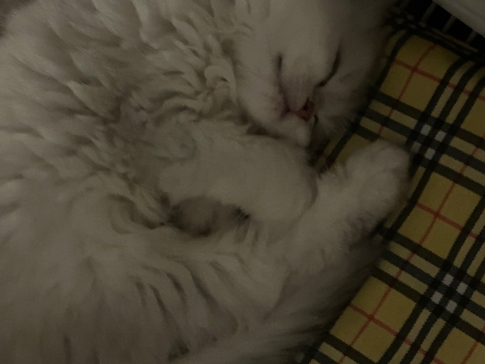 고양이, 하품.jpg