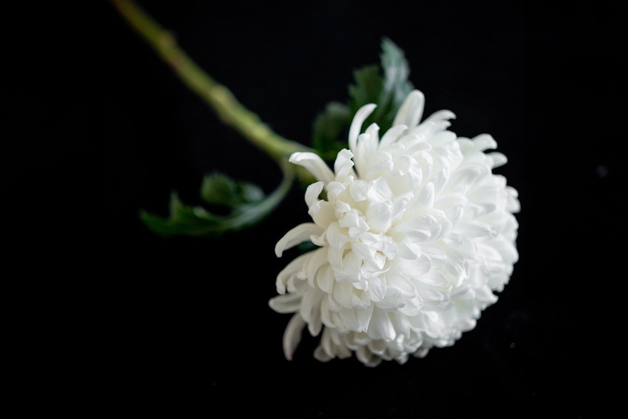 chrysanthemum-8756866_1280.jpg
