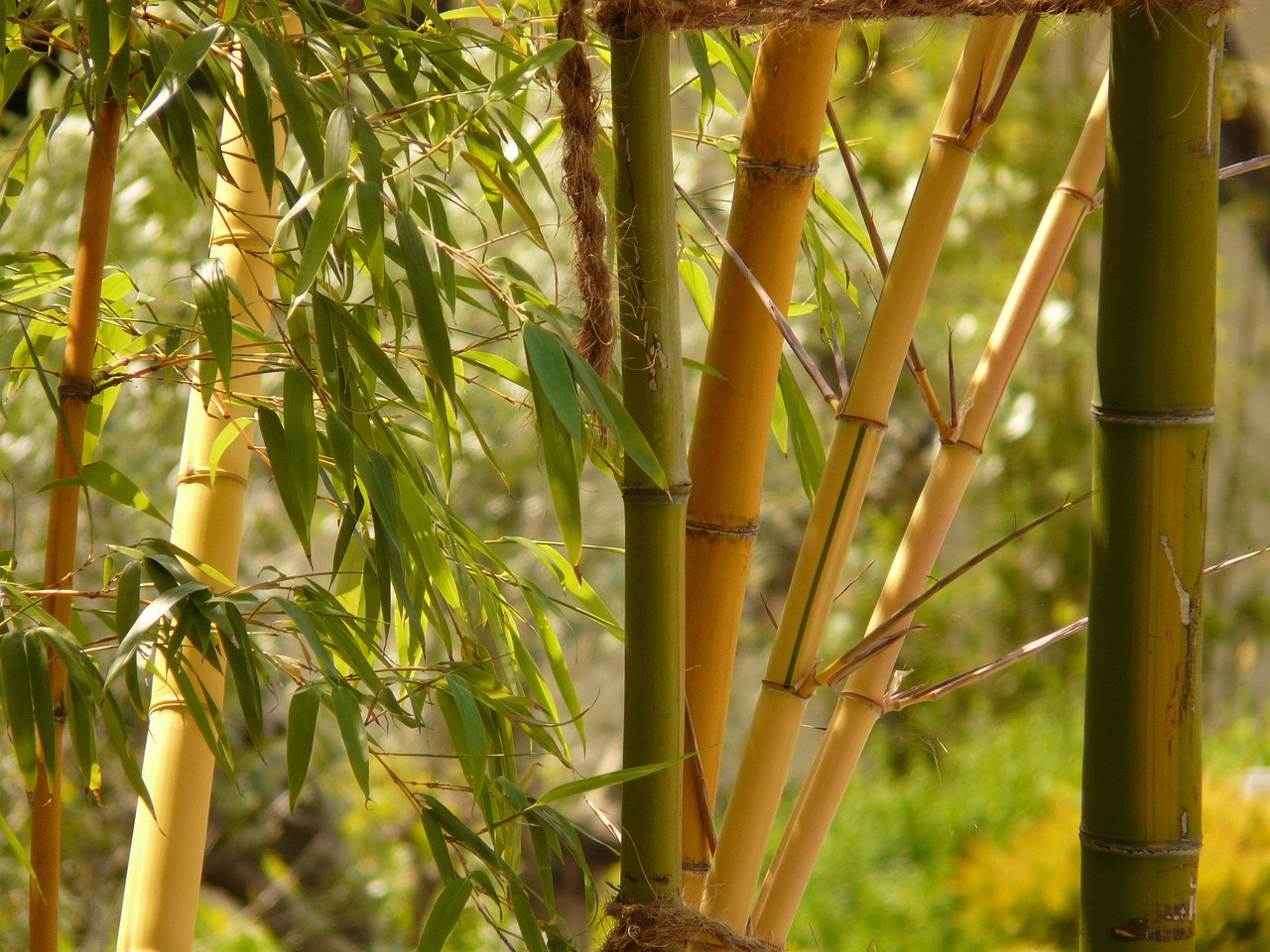 bamboo-5065_1280.jpg