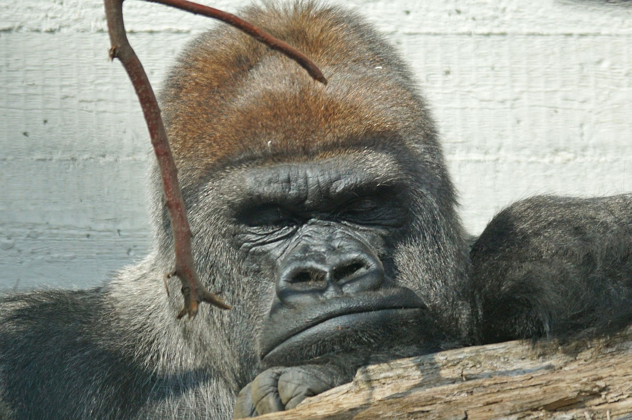 gorilla-969972_1280.jpg