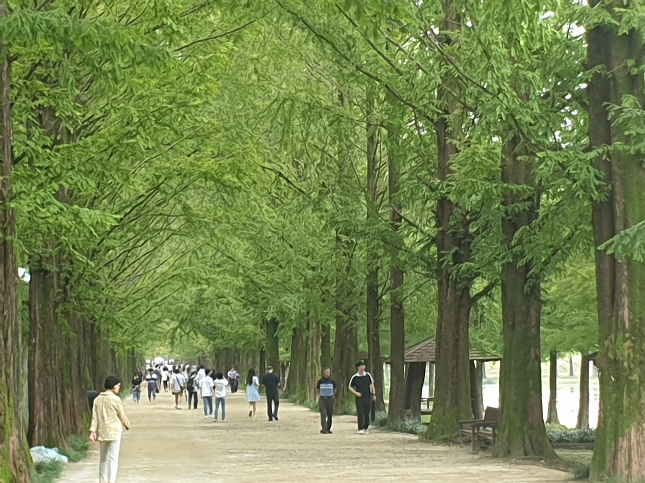 담양 메타세퀘이어 맨발길(20230903).jpg