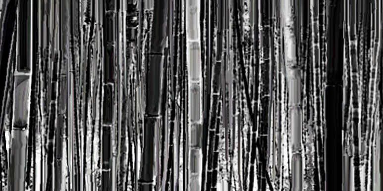 Bamboo_Forest_-249.jpg