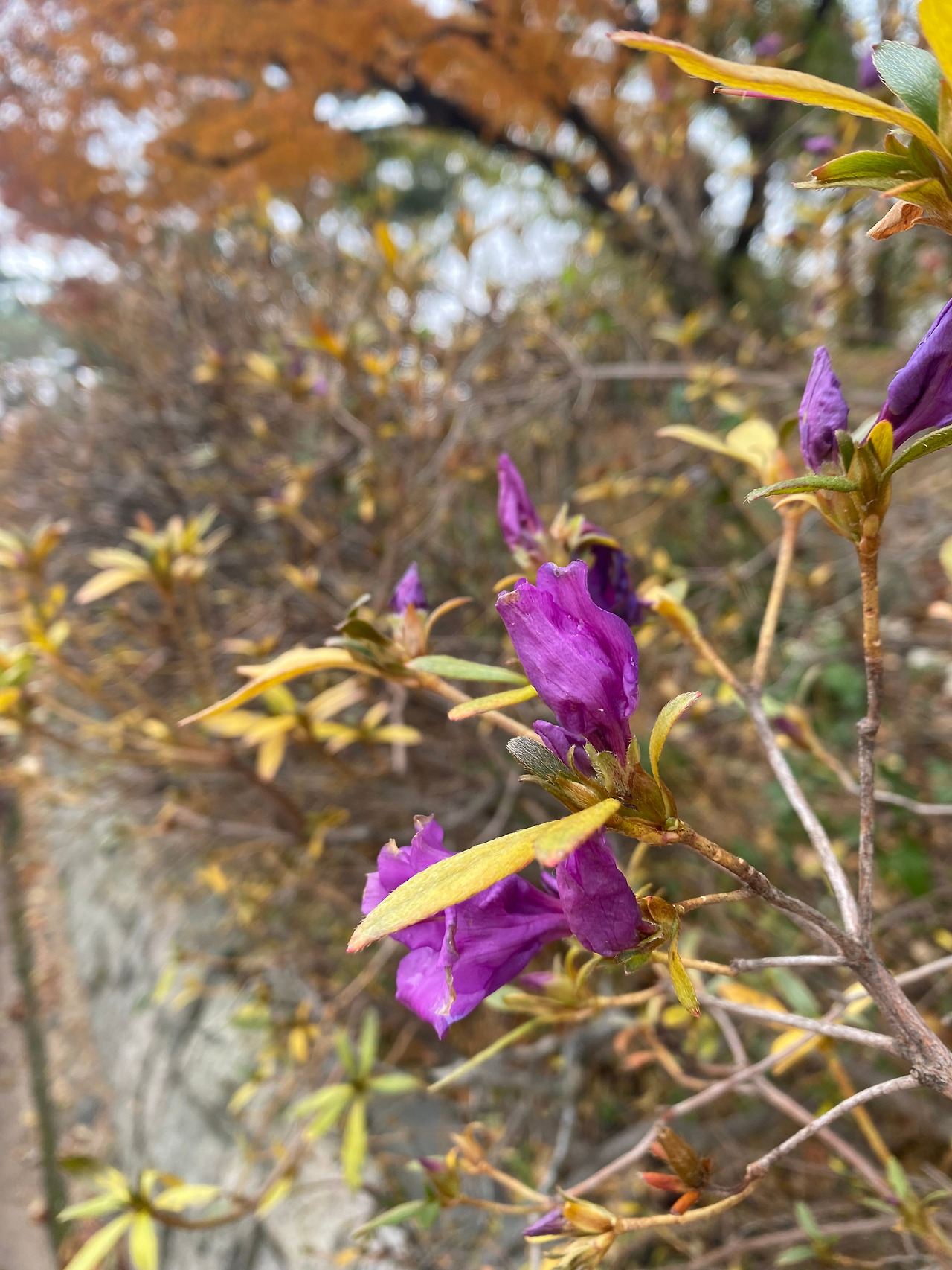 KakaoTalk_20251126_115119063_16 (1).jpg