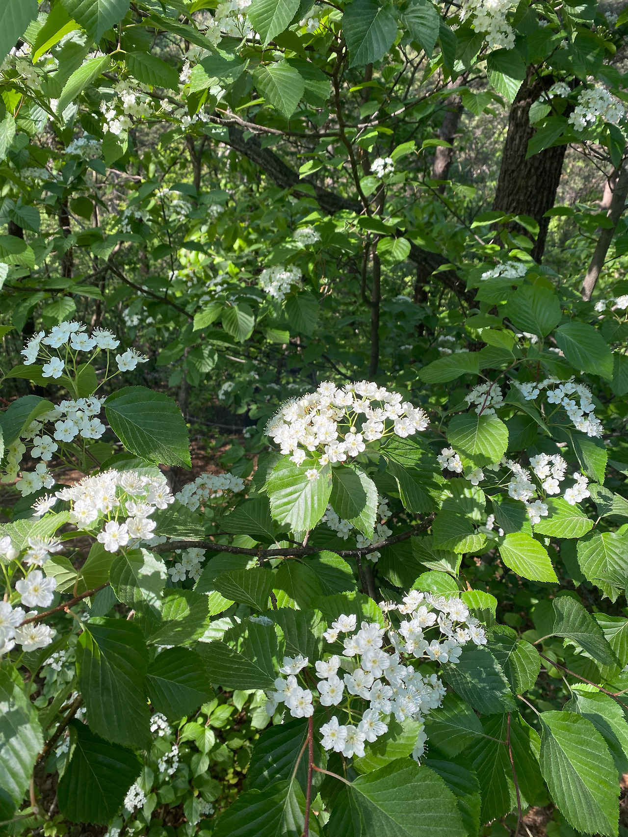 KakaoTalk_20250429_170407760_26 (1).jpg