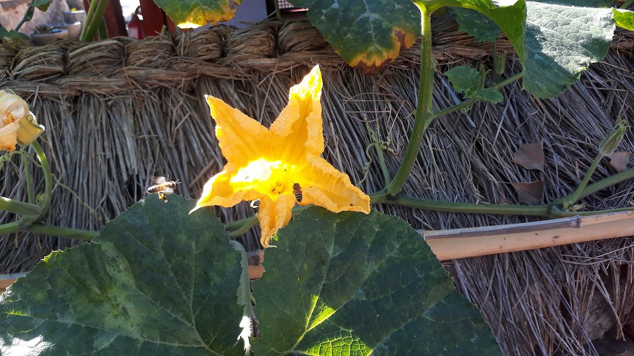 호박꽃1.jpg