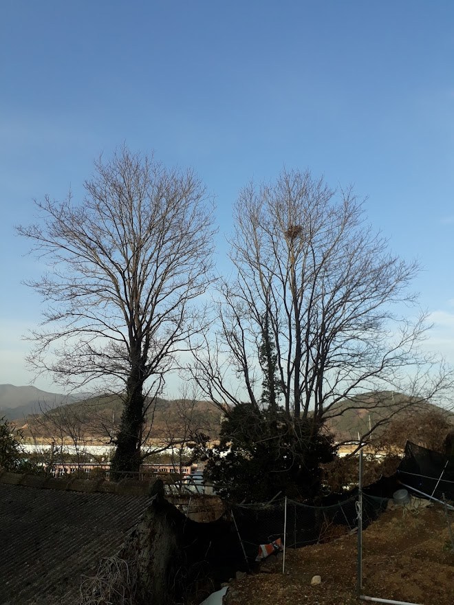 고향나무.jpg