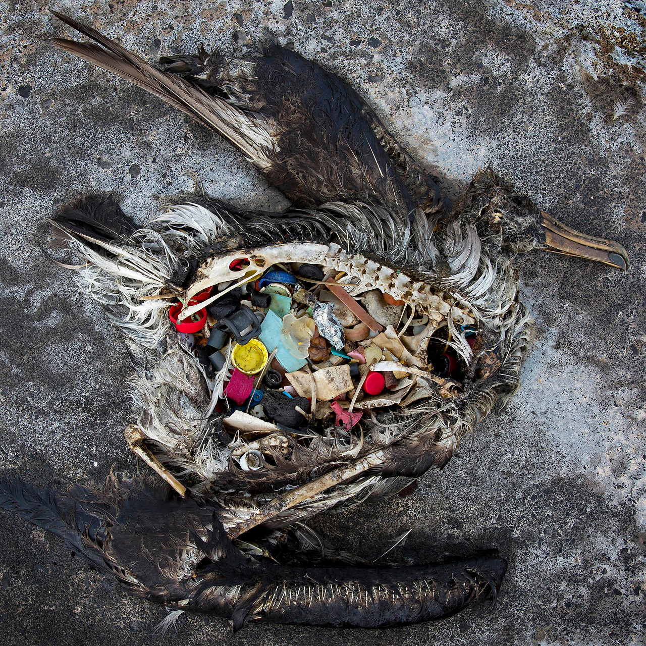 seabird-nature-of-plastics.jpg