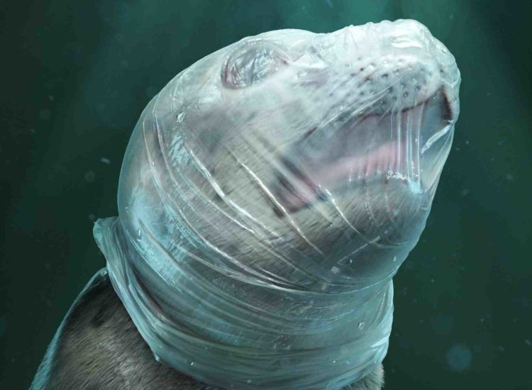 u-najnovijoj-kampanji-nvo-sea-shepherd-plastika-doslovce-muci-zivotinje-750x550.jpg