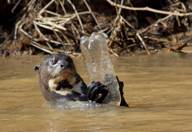 Plastic_otter_PaulWilliams1.jpg