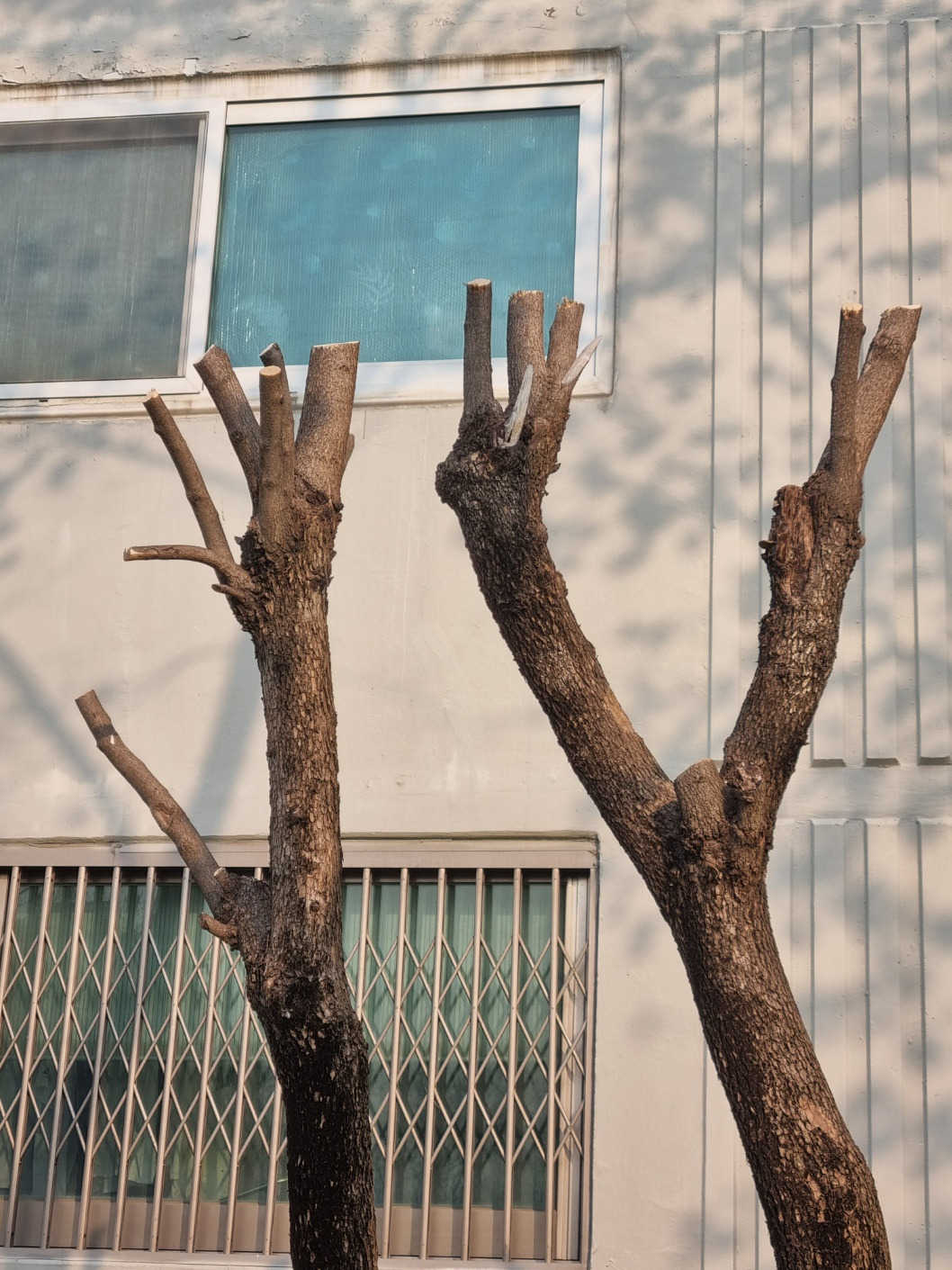 전지한 나무들2.jpg