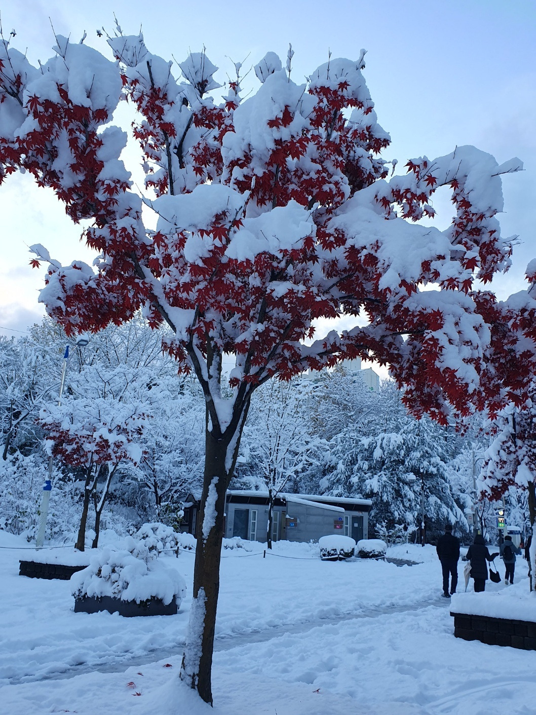 첫눈1.jpg