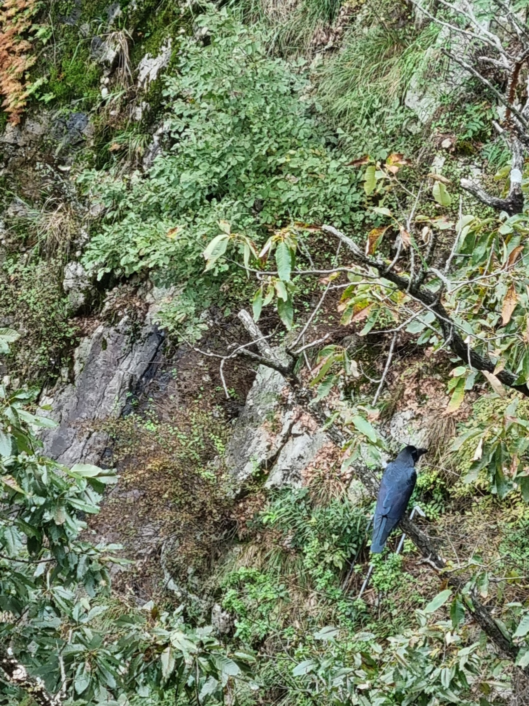 잔도에서 만난 까마귀.jpg