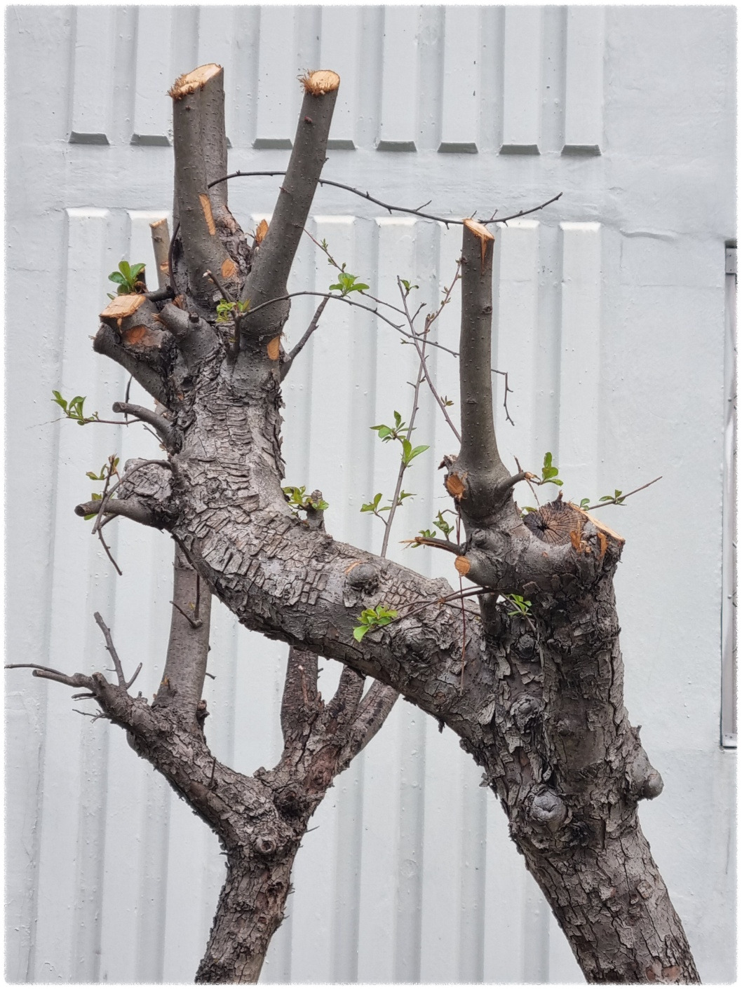 전지한 나무들1.jpg