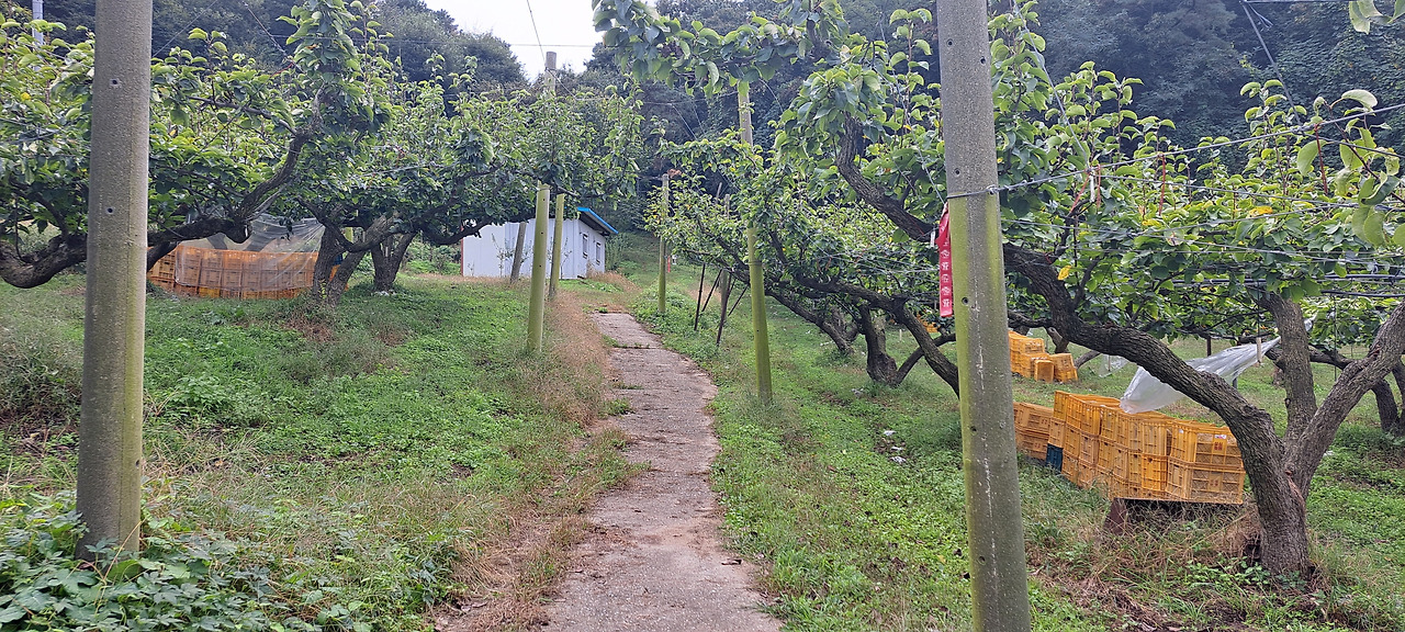마을배나무길.jpg