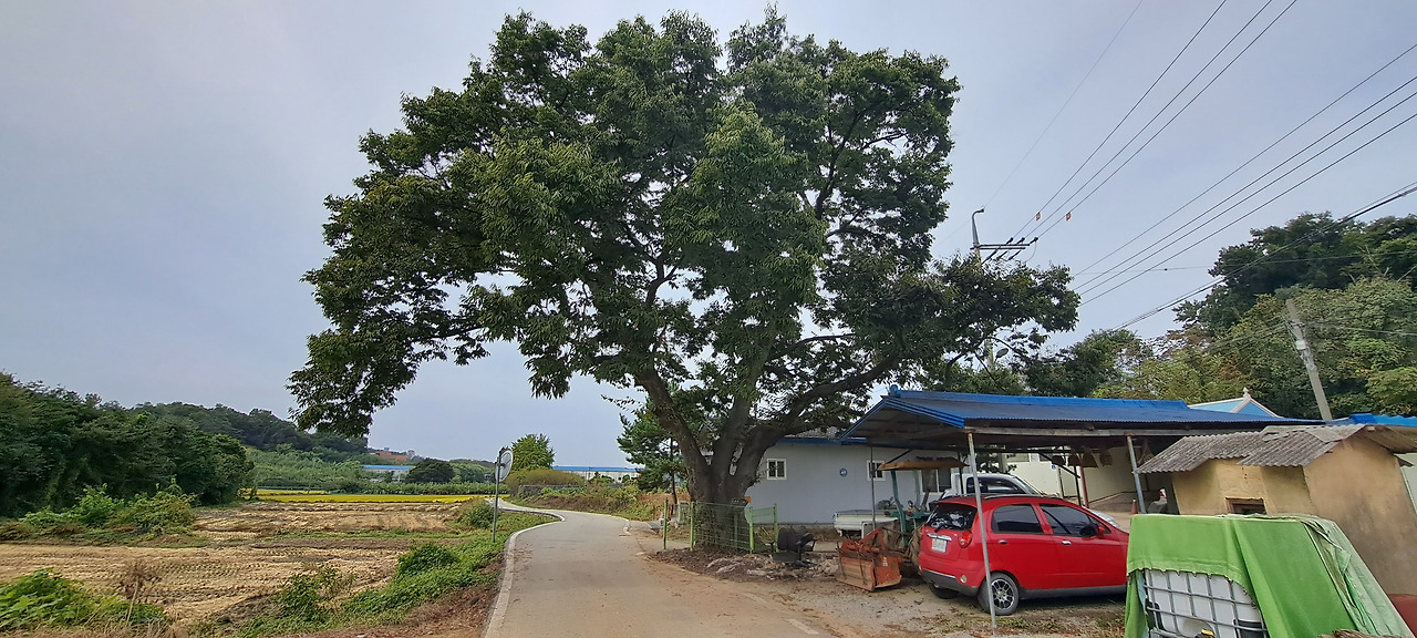 마을느티나무.jpg
