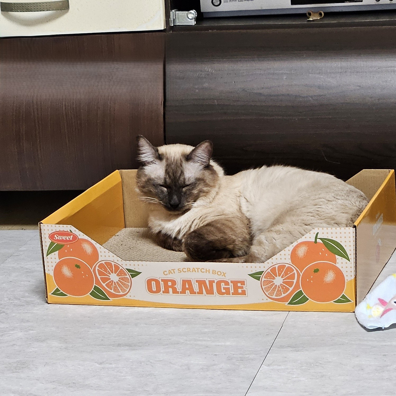 잠자는 연근이1.jpg