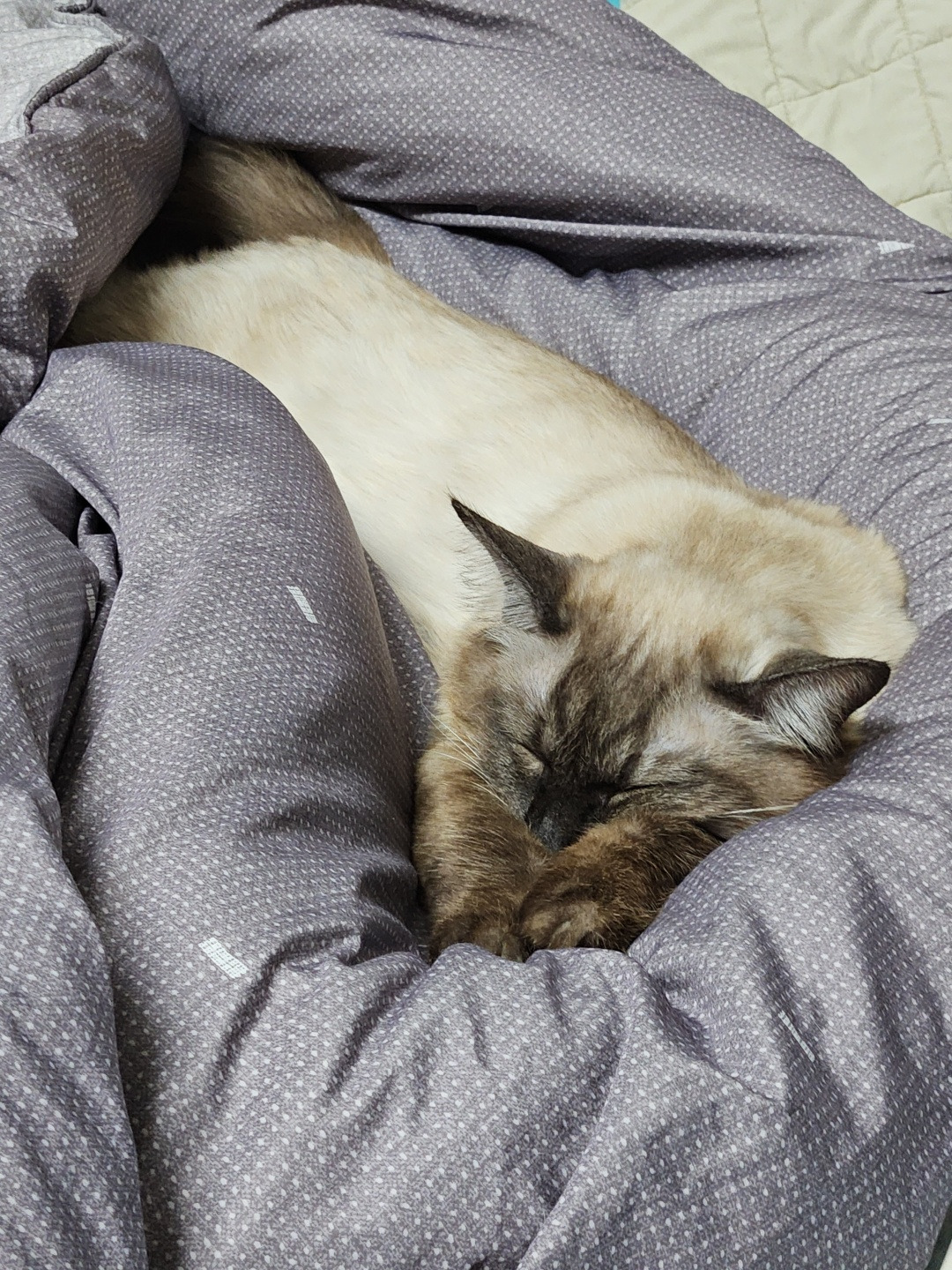 잠자는 연근이2.jpg