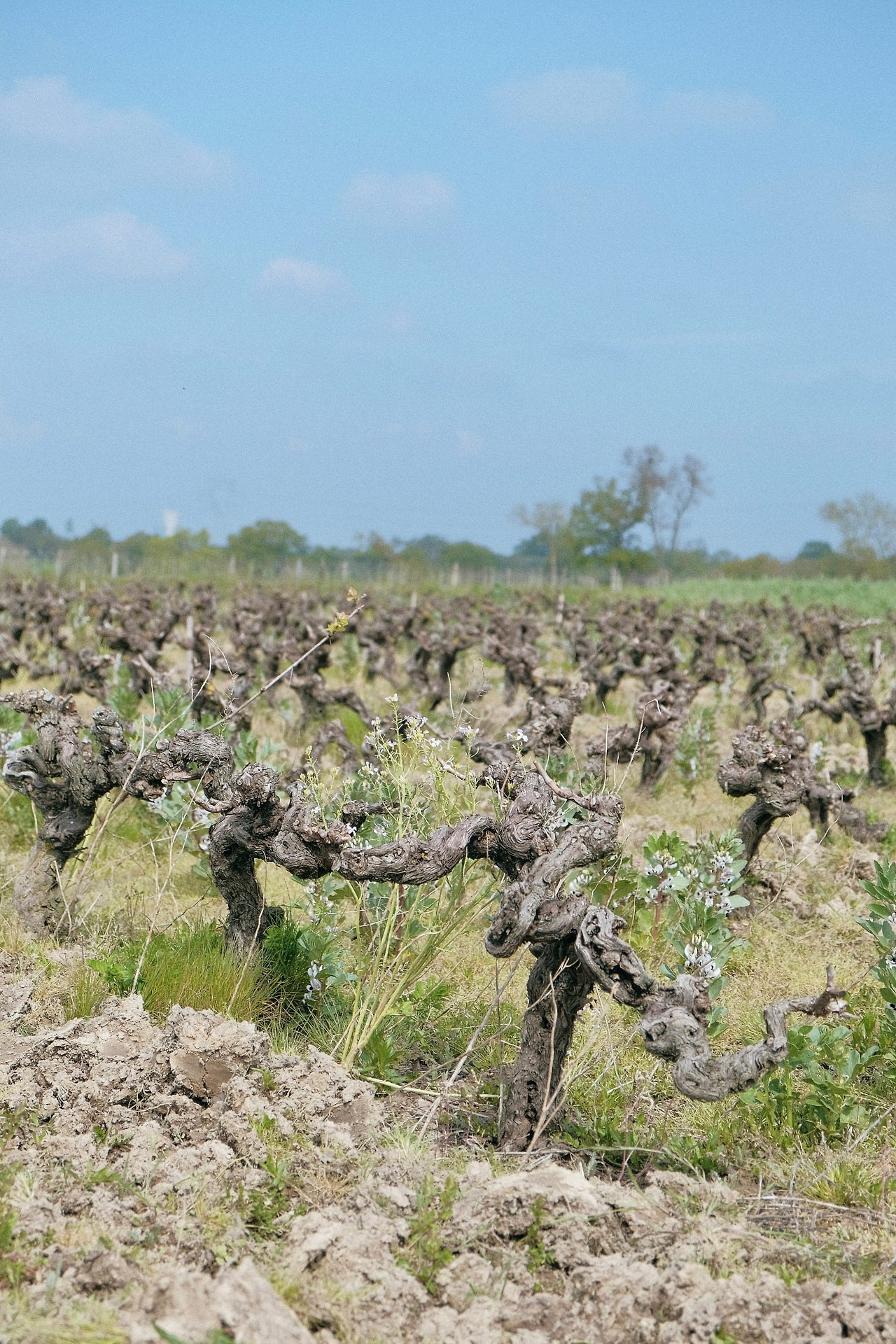 Loire_Le Thio Noots 9.jpg