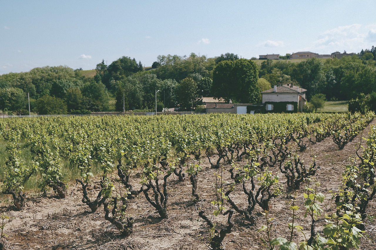 Domaine de la Cure (5).jpg