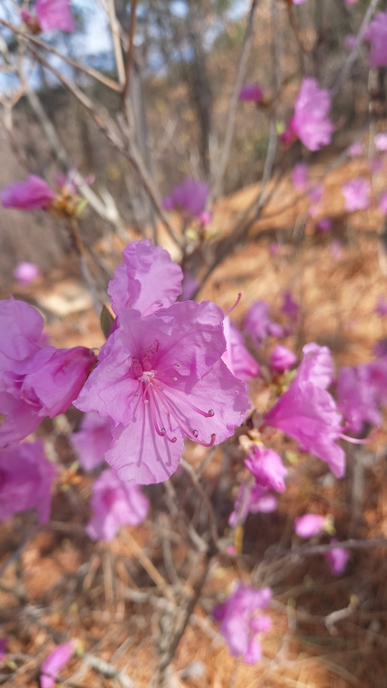 산에 산에 진달래.jpg
