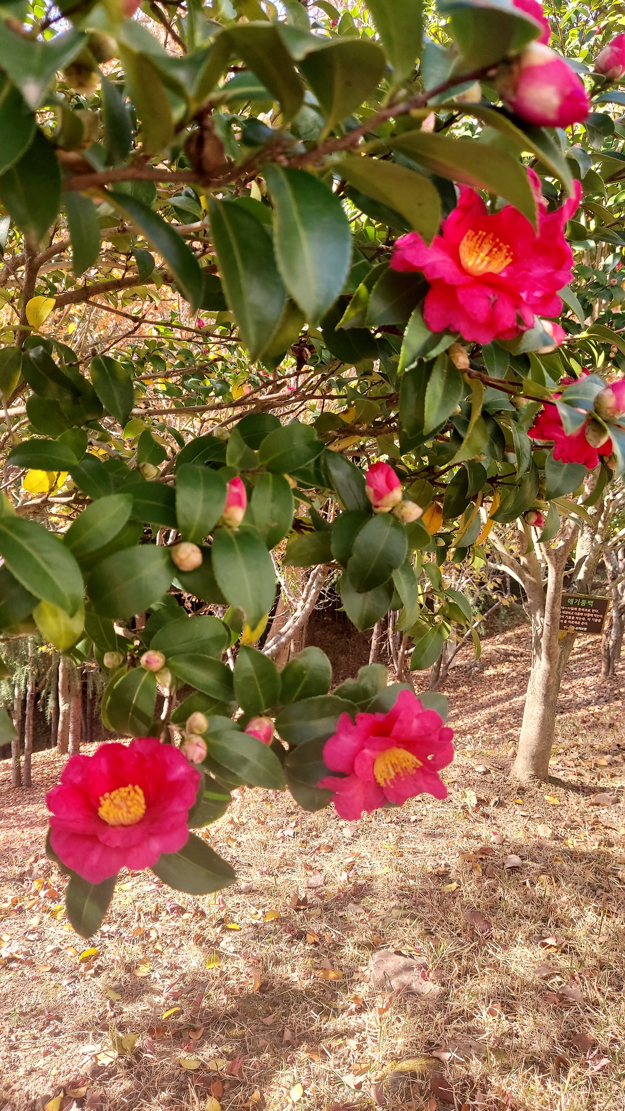 동백.jpg