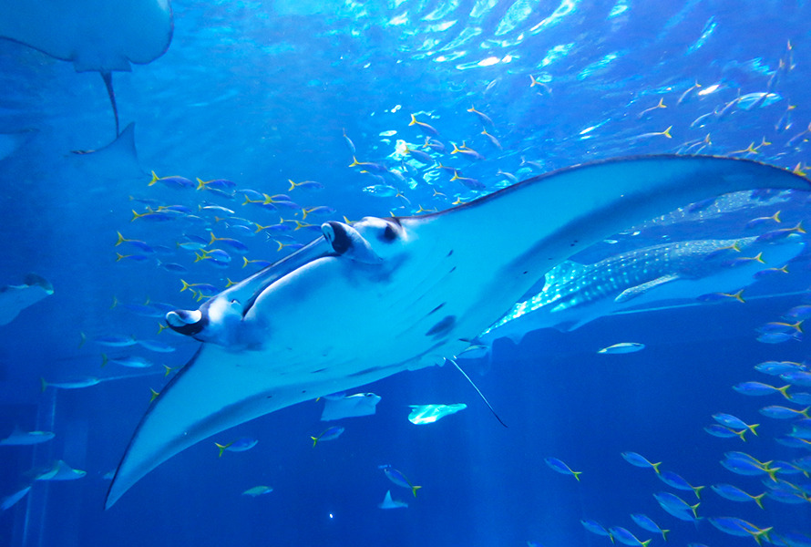 2008년에 태어난 어종.jpg