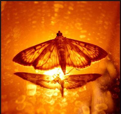 불나방 인간-1.jpg