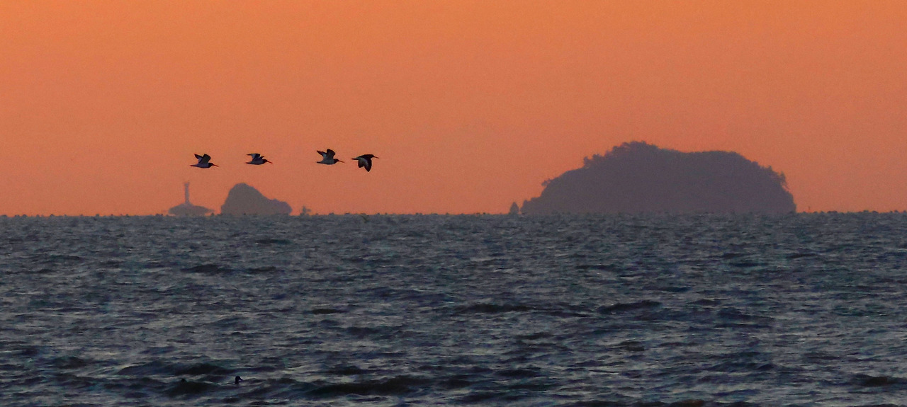 검은머리 물떼새 저녁 비행.jpg