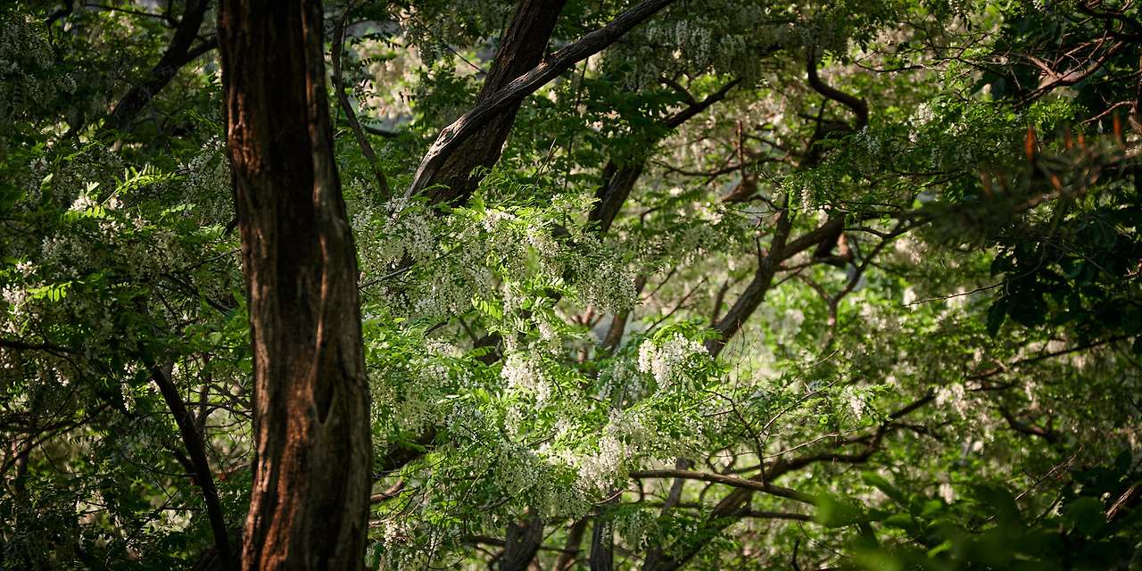 20 Spring, flowers and views-12.jpg