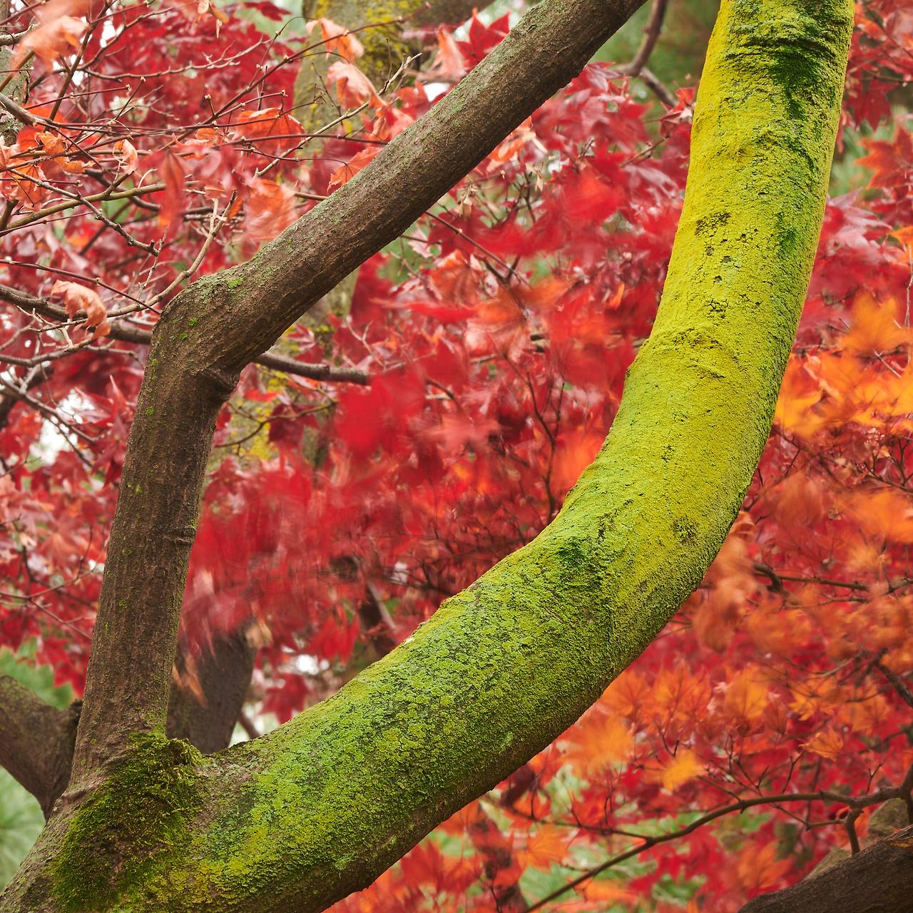 26 autumn at the park-12-2.jpg