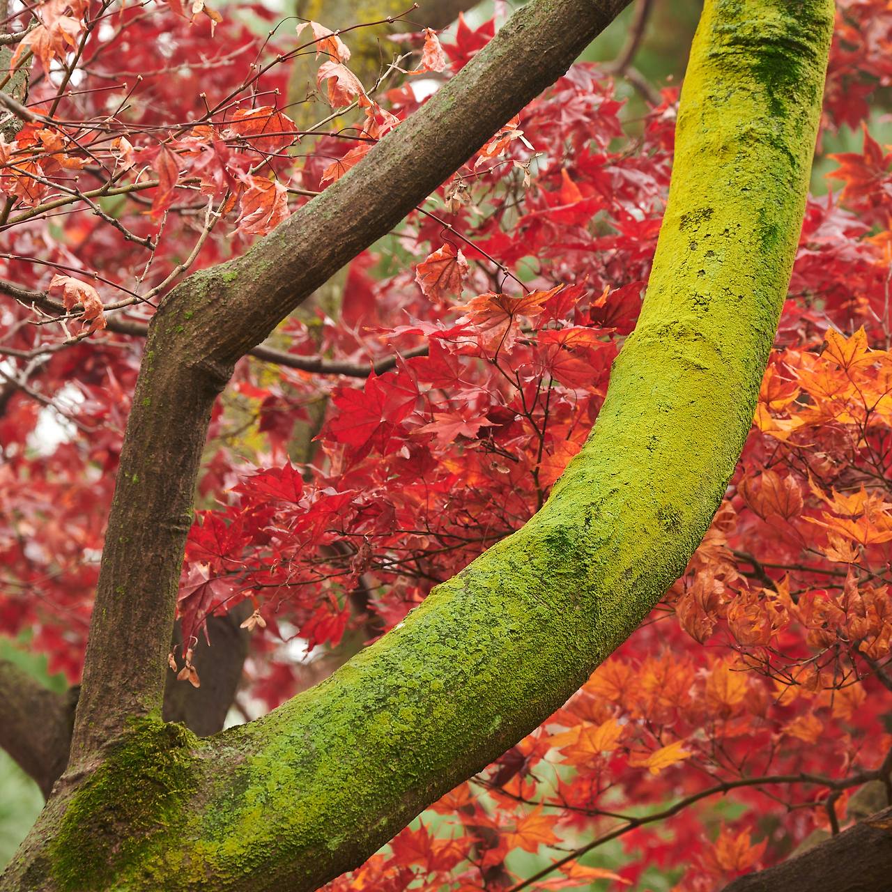 26 autumn at the park-12.jpg