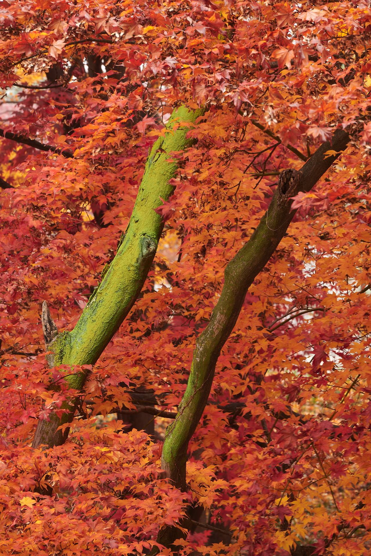 26 autumn at the park-13.jpg