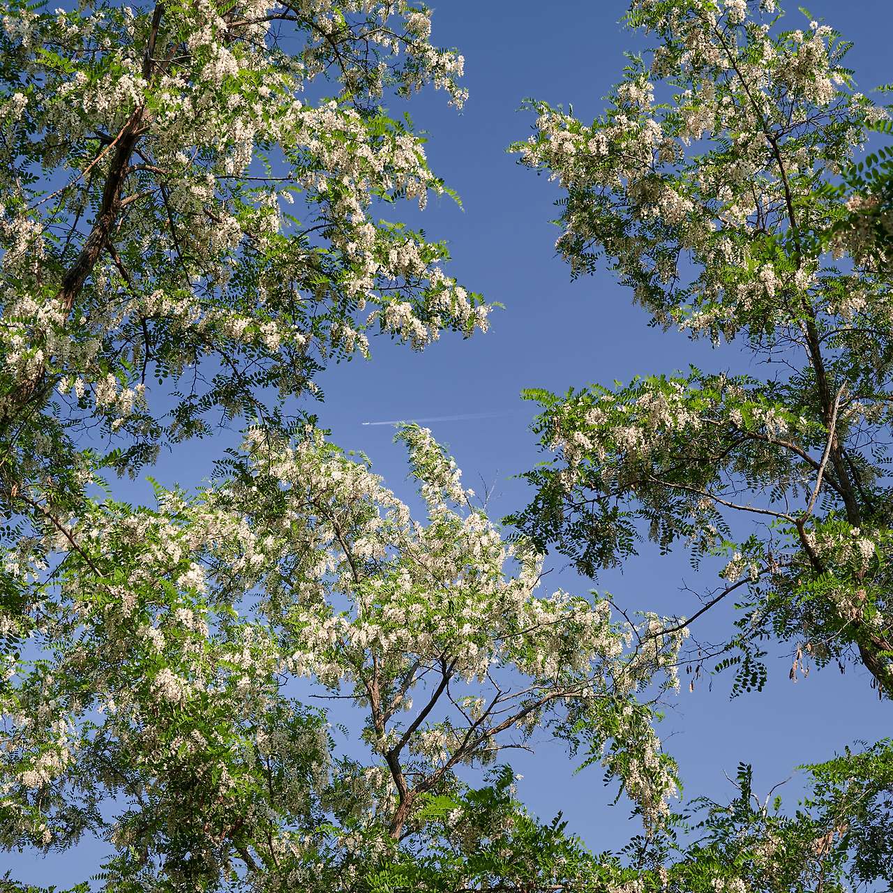 20 Spring, flowers and views-09.jpg