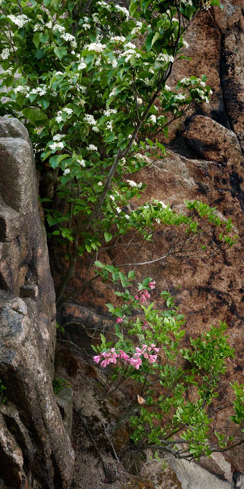 20 Spring, flowers and views-13.jpg