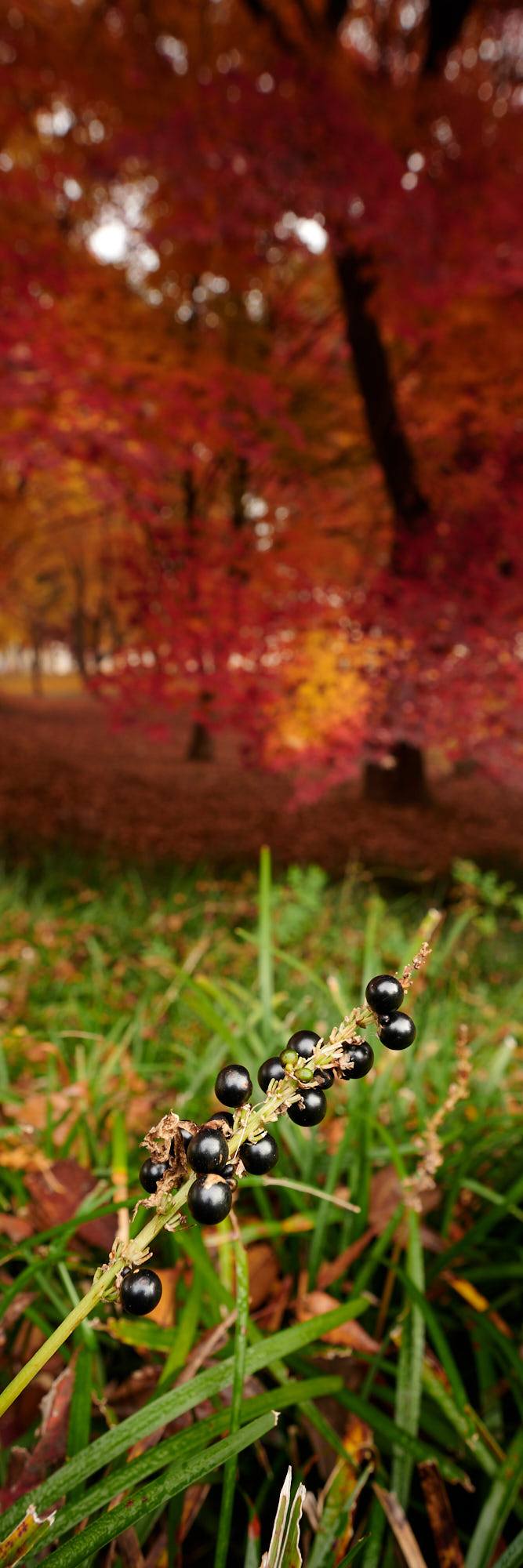 26 autumn at the park-15.jpg