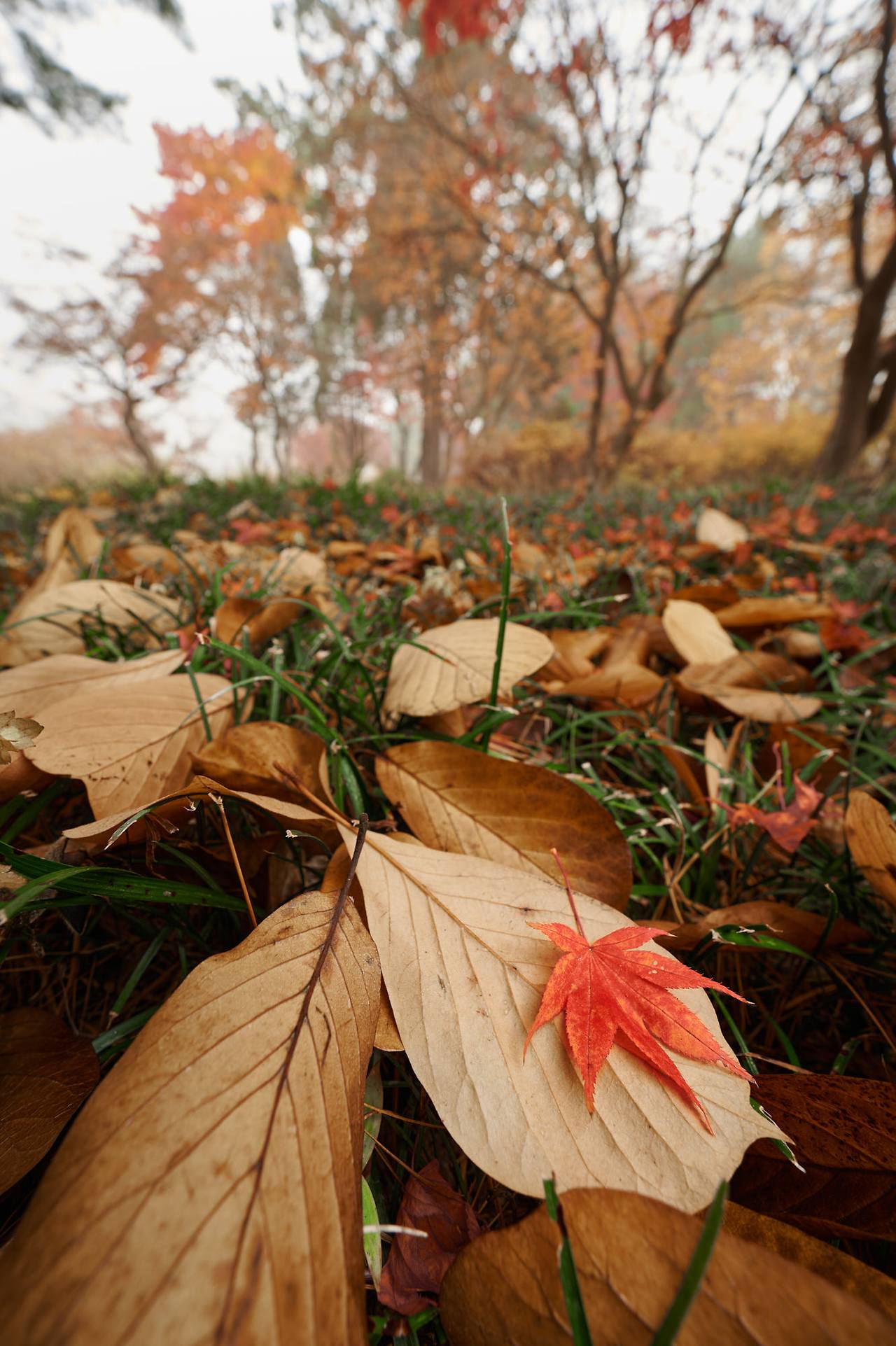 26 autumn at the park-18.jpg