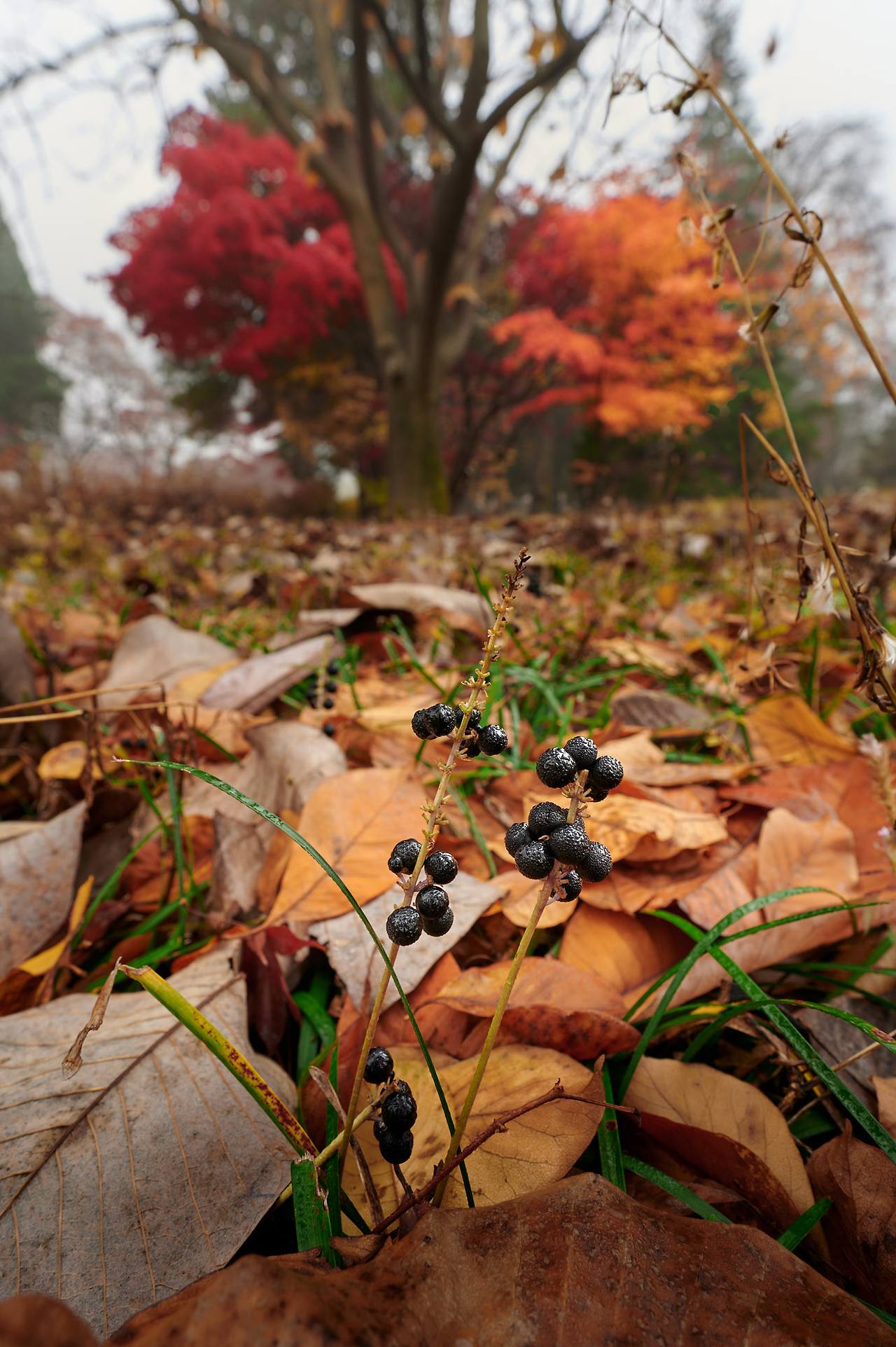 26 autumn at the park-16.jpg