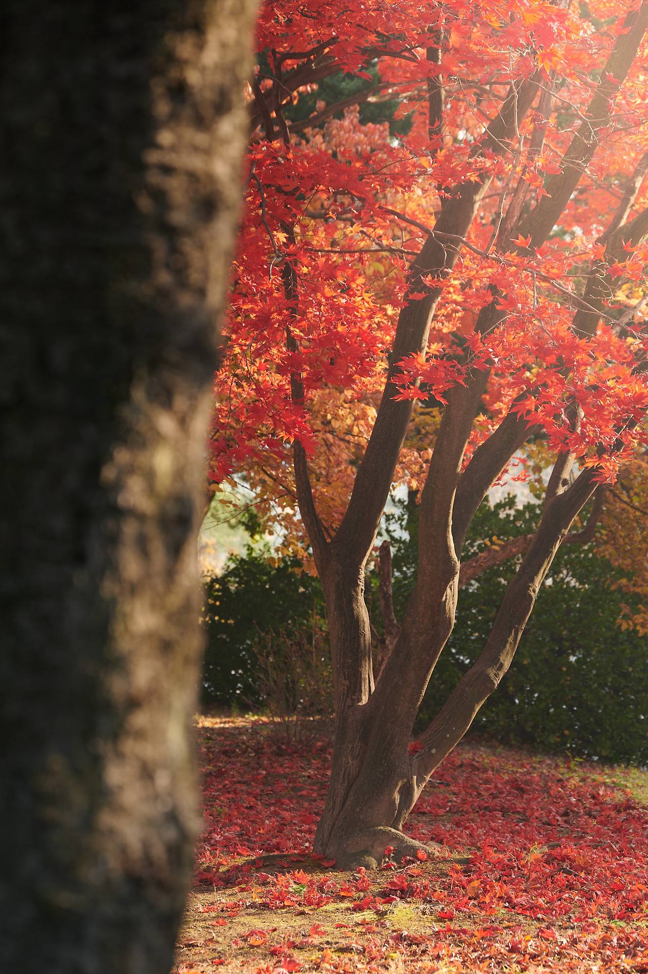 26 autumn at the park-06.jpg