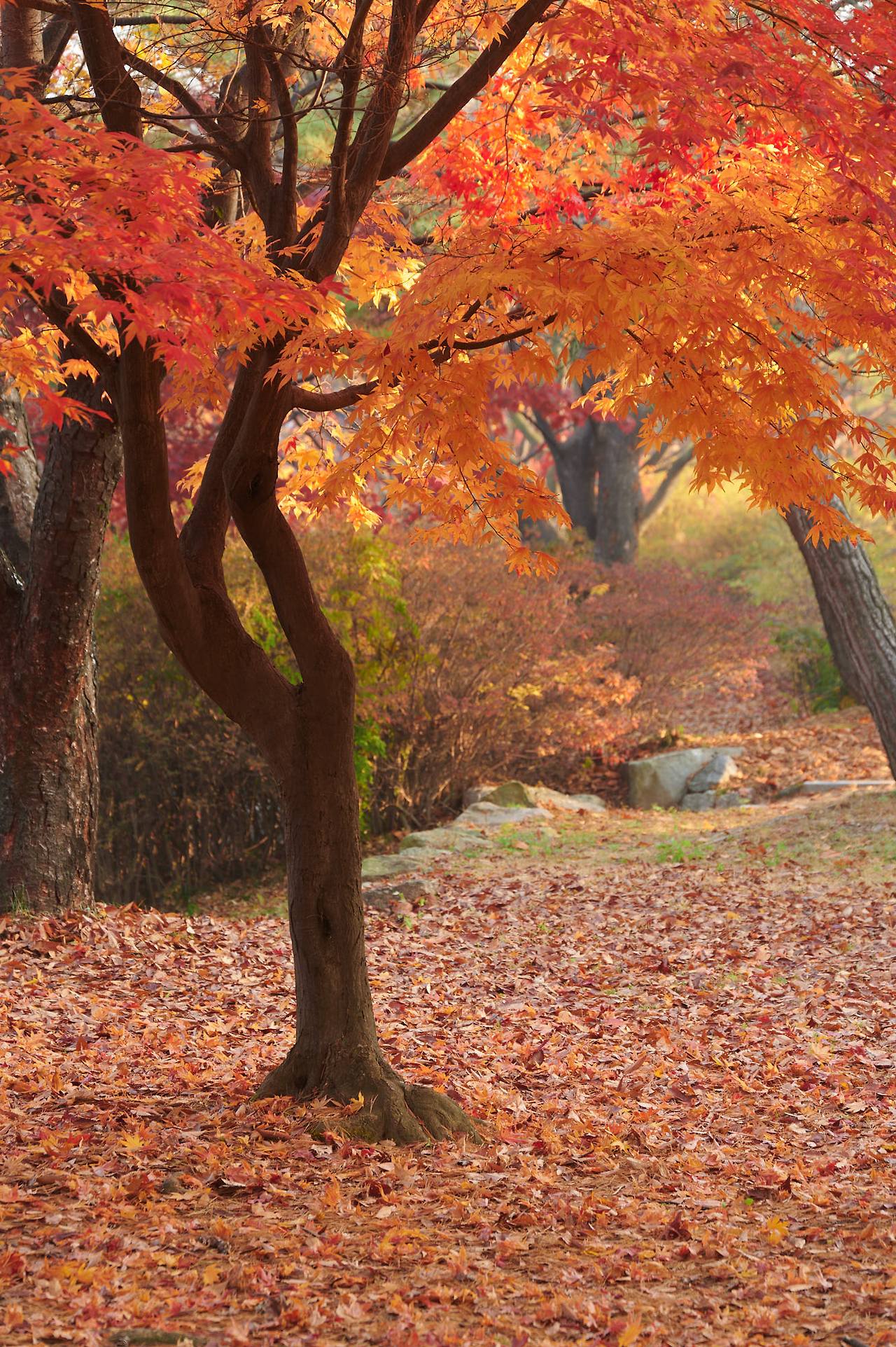 26 autumn at the park-08.jpg