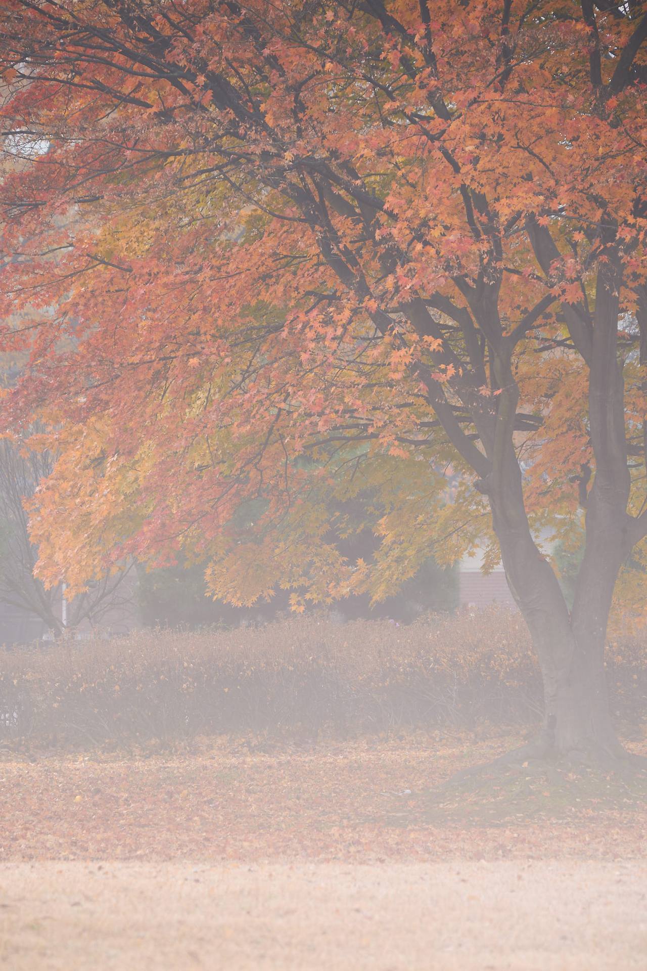 26 autumn at the park-01.jpg