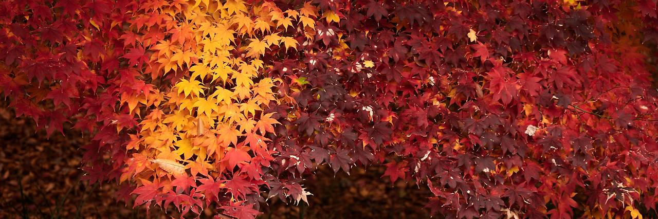 26 autumn at the park-14.jpg